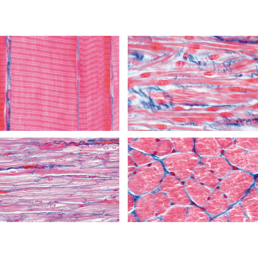 f:id:sun369:20210503072504j:plain