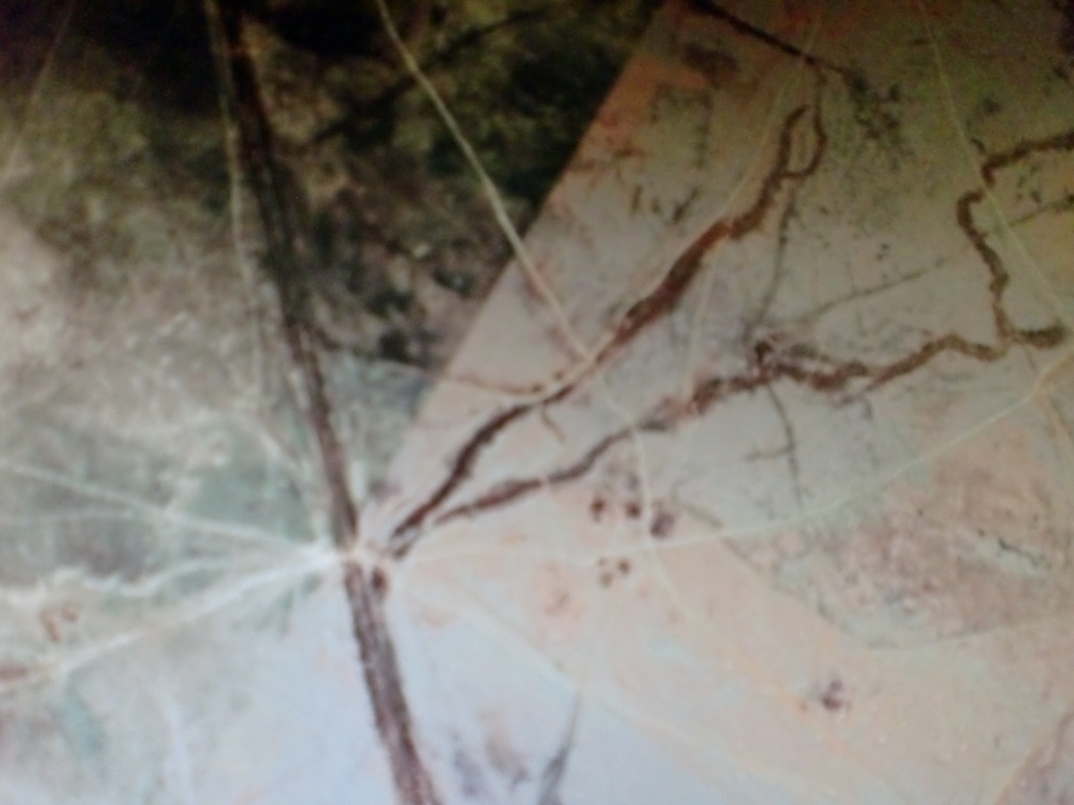 f:id:sun369:20210524075443j:plain