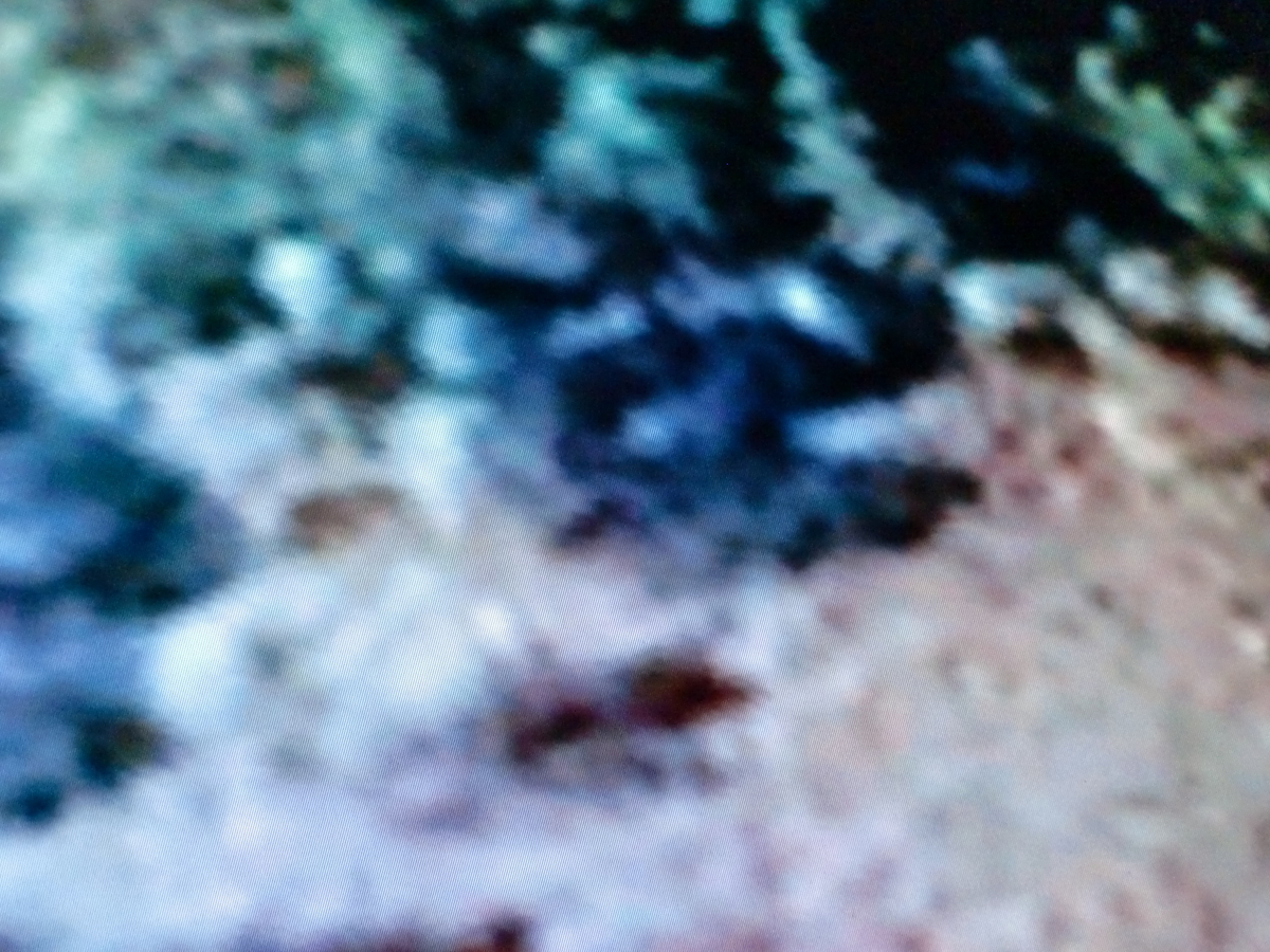 f:id:sun369:20210609050357j:plain