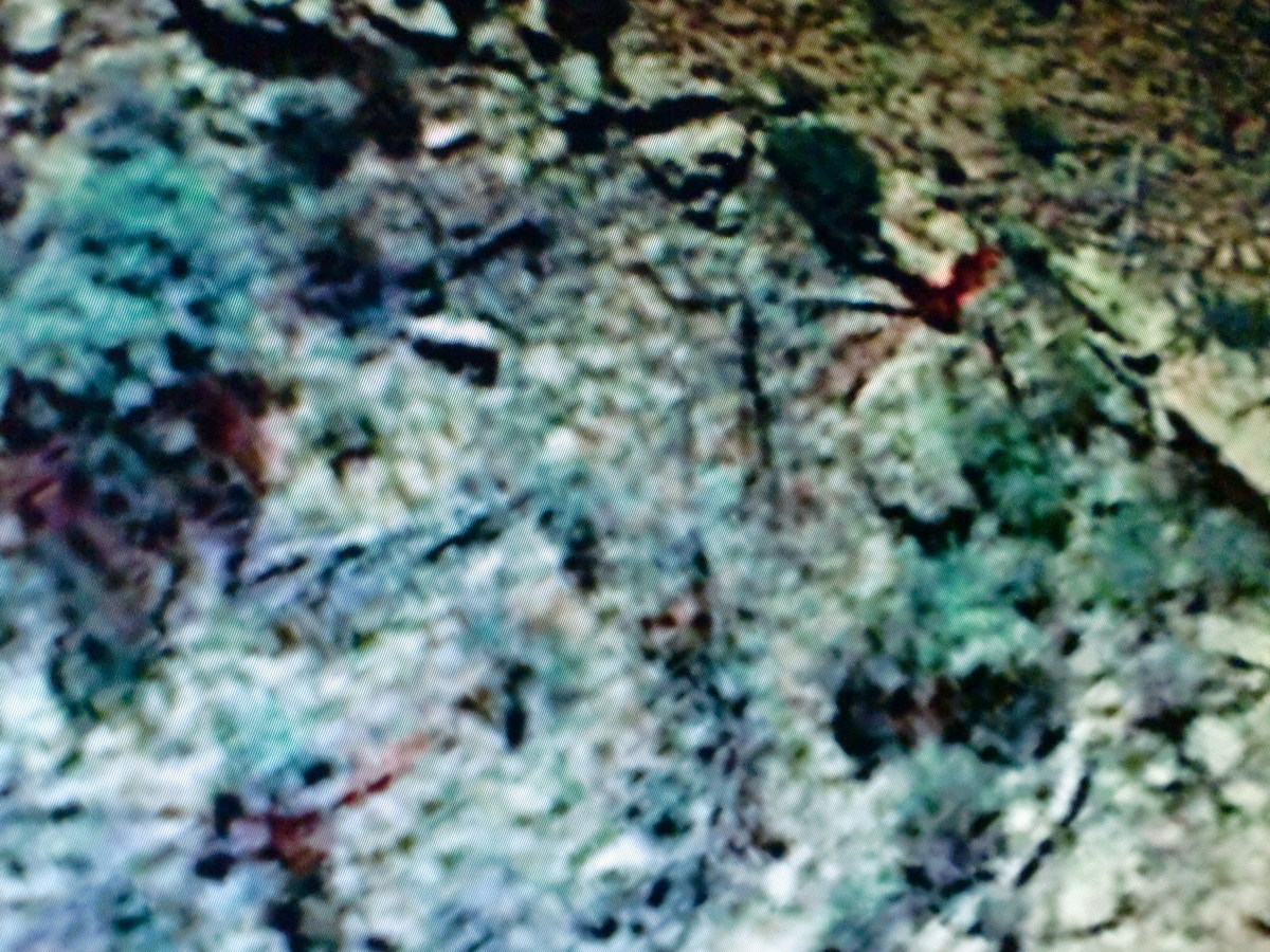 f:id:sun369:20210702023752j:plain