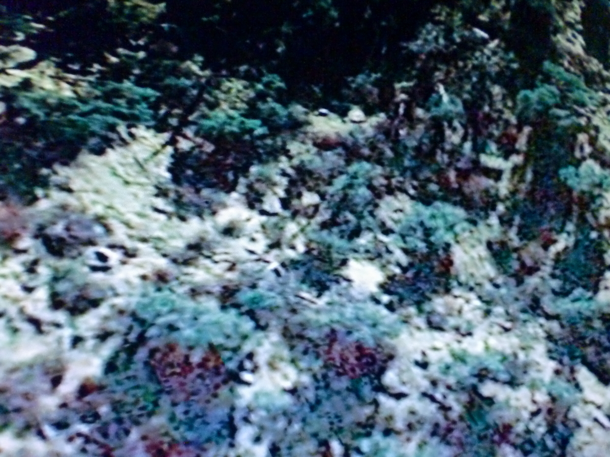 f:id:sun369:20210702030616j:plain