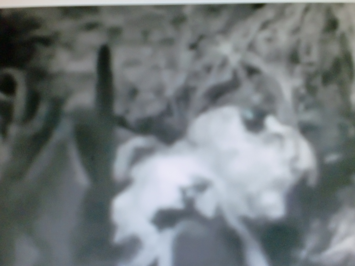 f:id:sun369:20211202113909j:plain