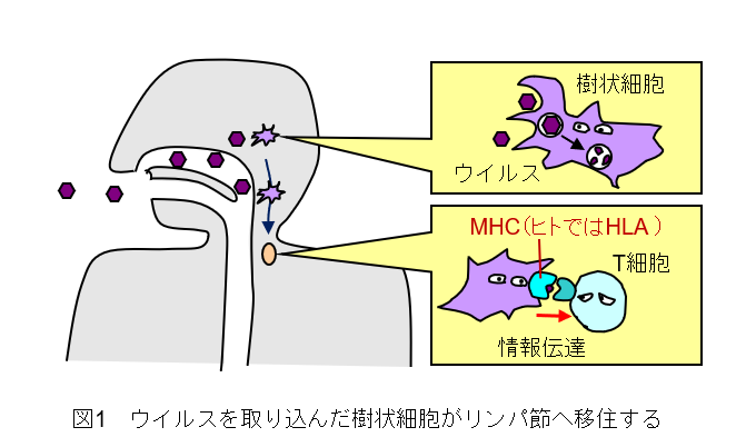 f:id:sun369:20220124055225p:plain