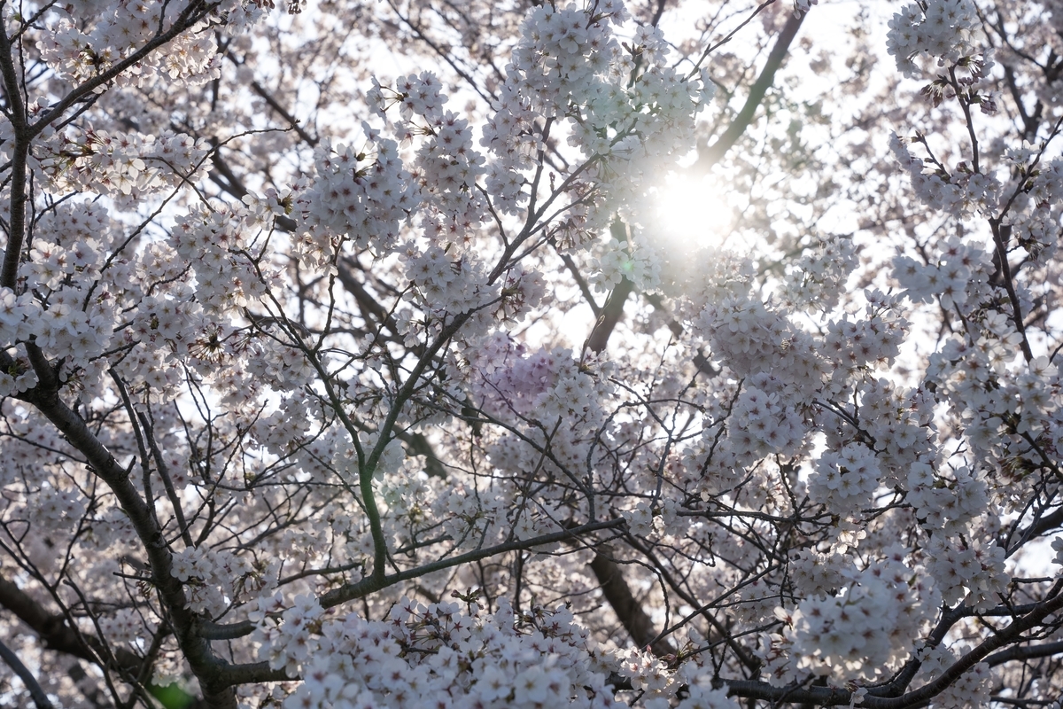 f:id:sun9tomo:20200404194521j:plain
