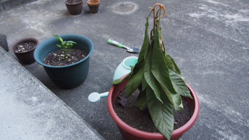 f:id:sunaburo:20130818163333j:image:w640 f:id:sunaburo:20130818163333j:image:w640