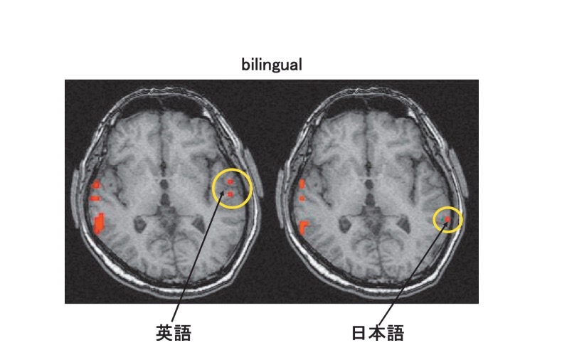 英語脳