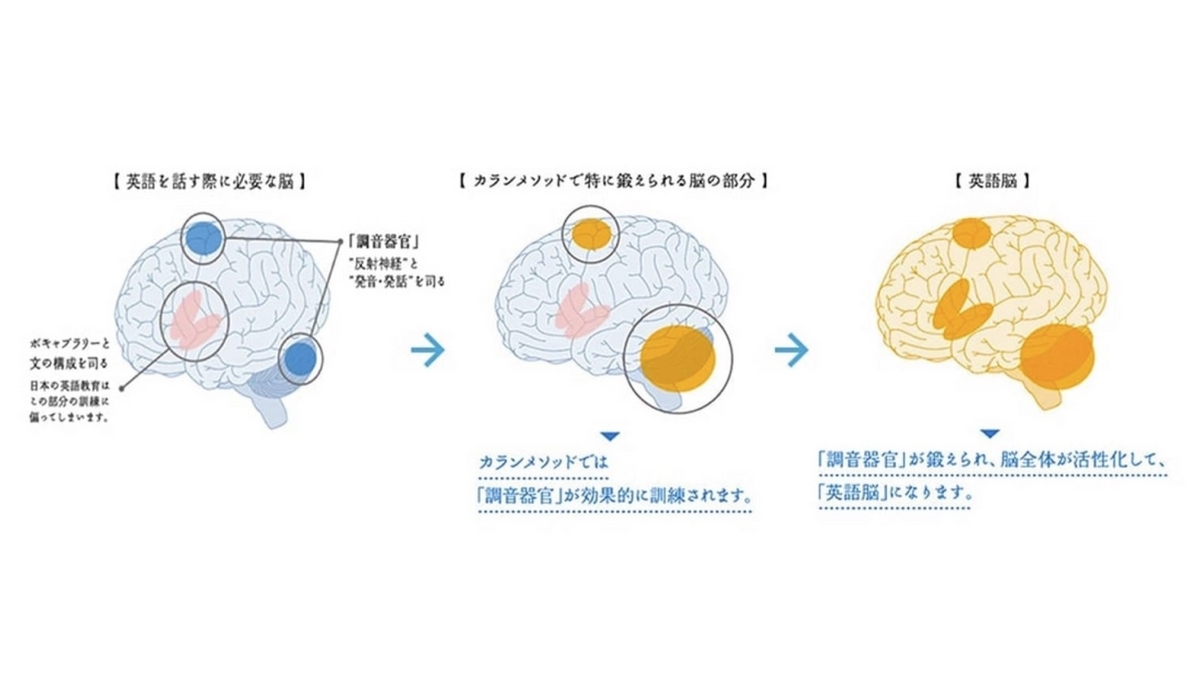カランメソッド　脳