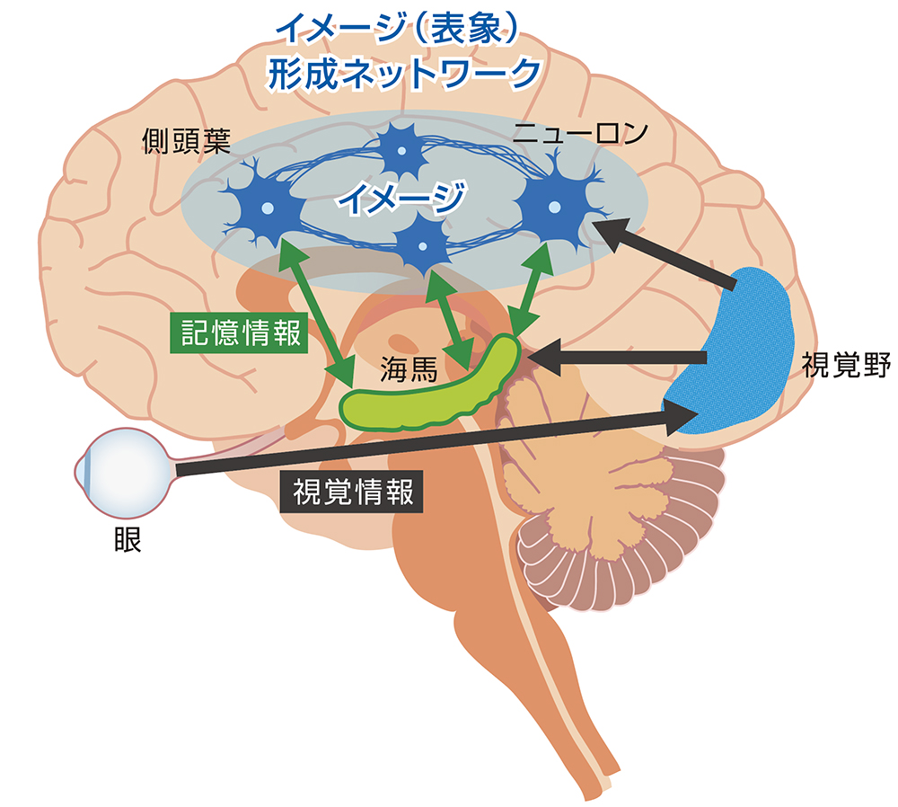 脳のイメージ形成
