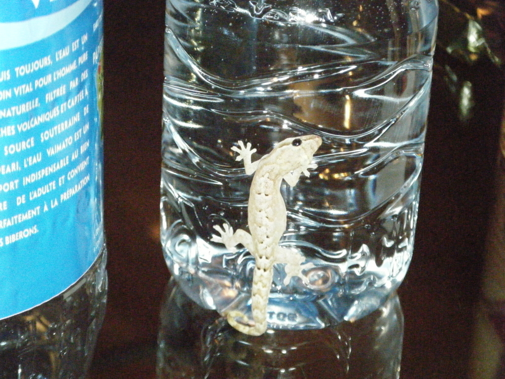 f:id:sunaowamuteki:20180323205714j:plain