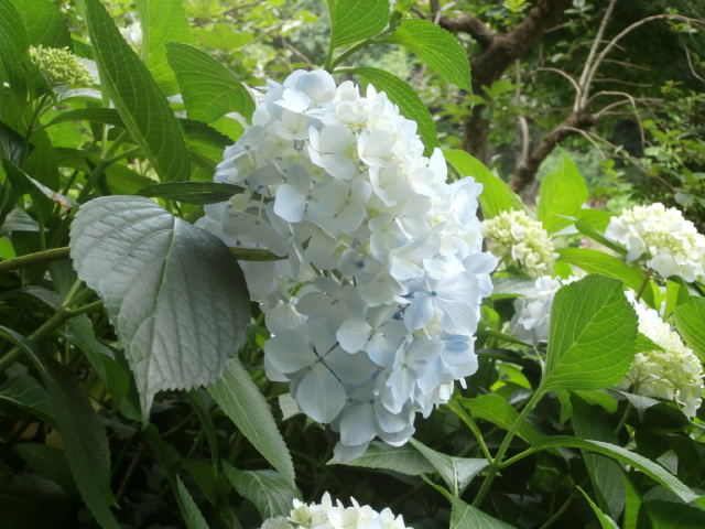 f:id:sunaowamuteki:20180617160127j:plain