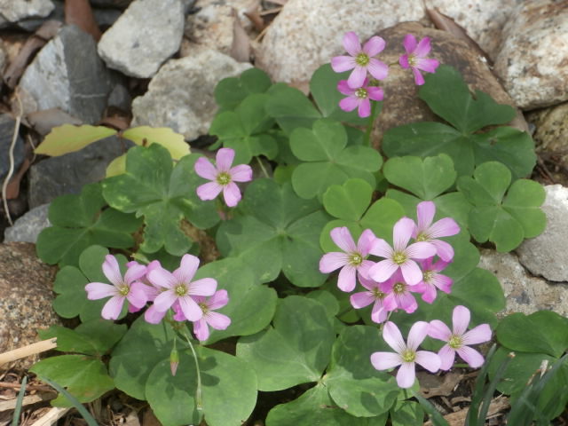 f:id:sunaowamuteki:20180617160246j:plain