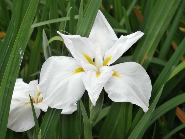 f:id:sunaowamuteki:20180617160400j:plain