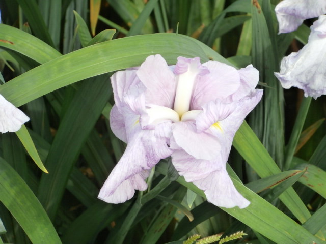 f:id:sunaowamuteki:20180617160514j:plain