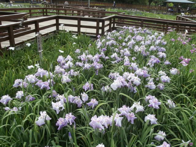 f:id:sunaowamuteki:20180617160926j:plain