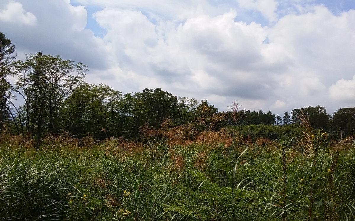 f:id:suncatch:20190904120444j:plain
