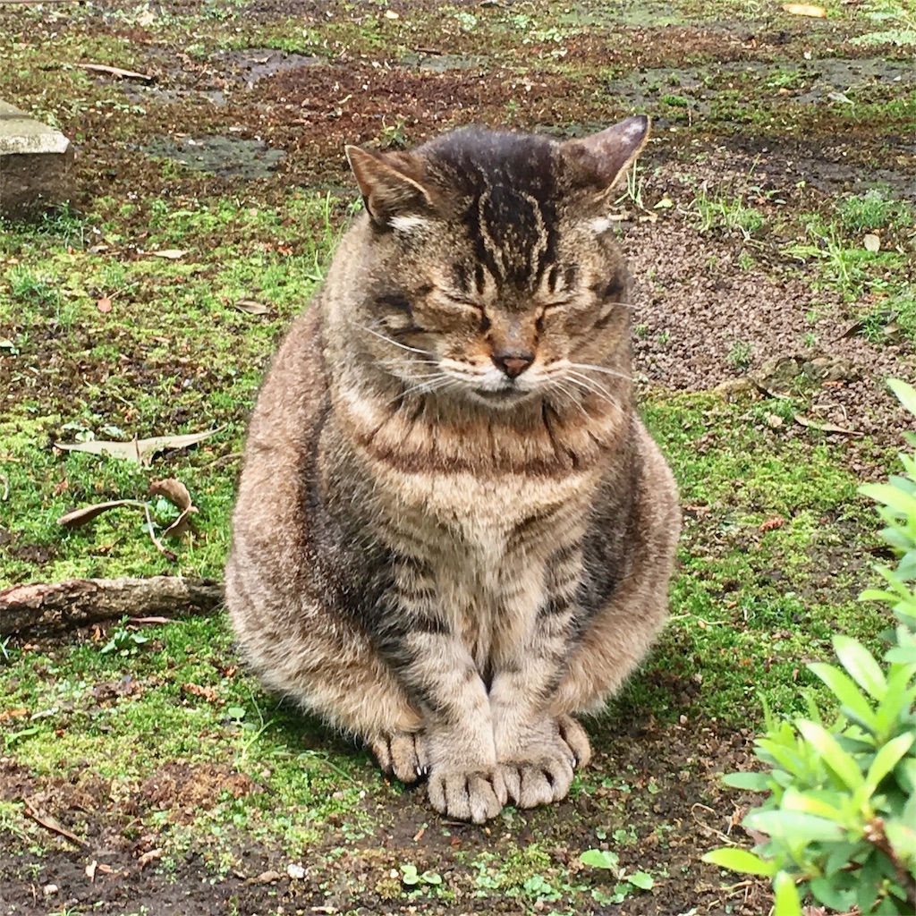 f:id:sundaycat:20170912231932j:image f:id:sundaycat:20170912231932j:image