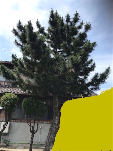 松 - 木登り日和