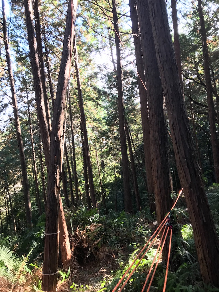 f:id:sundaytreeclimber:20201206185706j:image