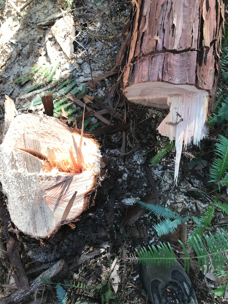 f:id:sundaytreeclimber:20201206185709j:image