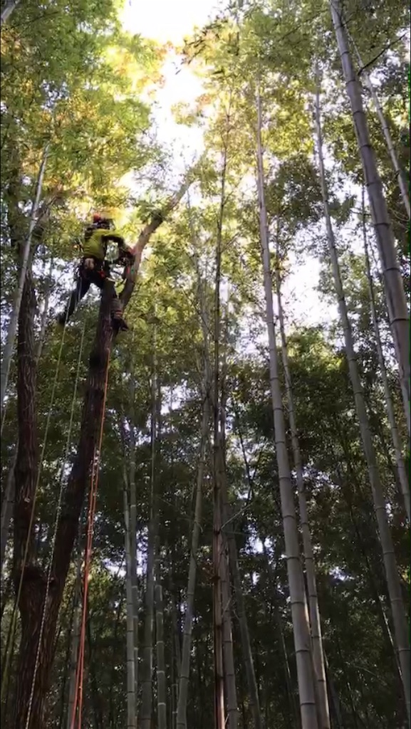 f:id:sundaytreeclimber:20201212201117j:image f:id:sundaytreeclimber:20201212201117j:image