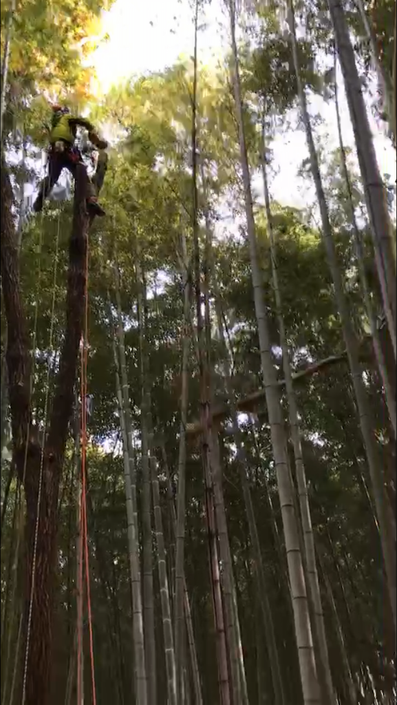 f:id:sundaytreeclimber:20201212201121p:image f:id:sundaytreeclimber:20201212201121p:image