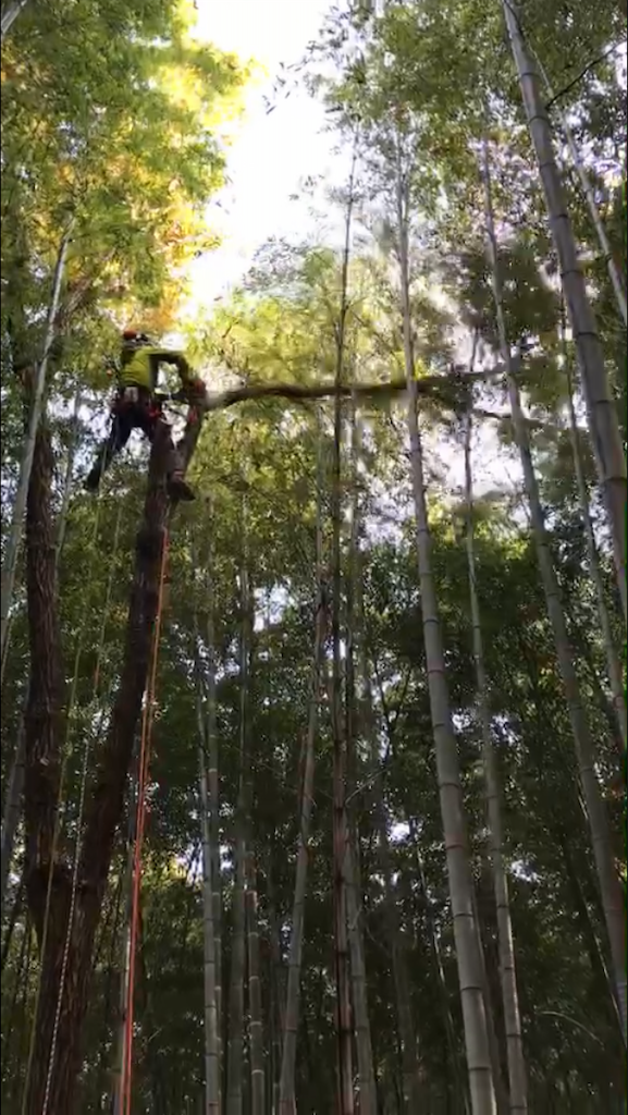 f:id:sundaytreeclimber:20201212201128p:image f:id:sundaytreeclimber:20201212201128p:image