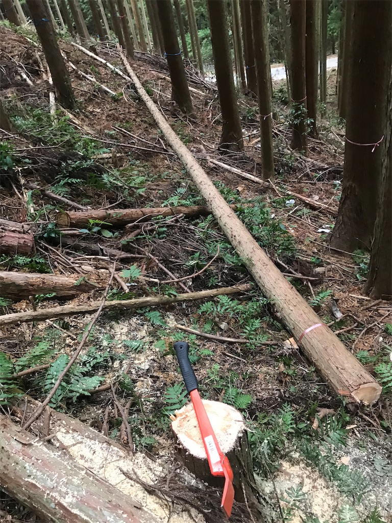 f:id:sundaytreeclimber:20201219161345j:image