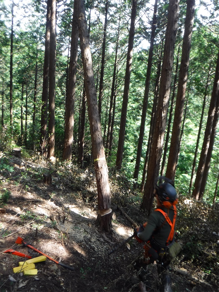 f:id:sundaytreeclimber:20210529183737j:image
