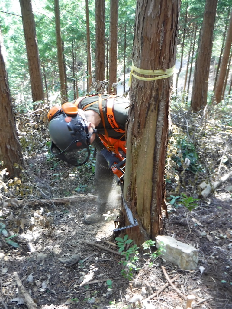 f:id:sundaytreeclimber:20210529183740j:image