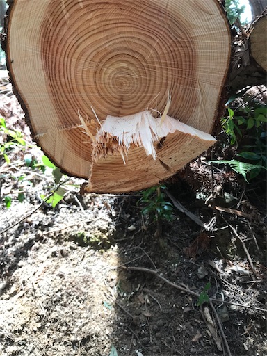 f:id:sundaytreeclimber:20210807144849j:image f:id:sundaytreeclimber:20210807144849j:image