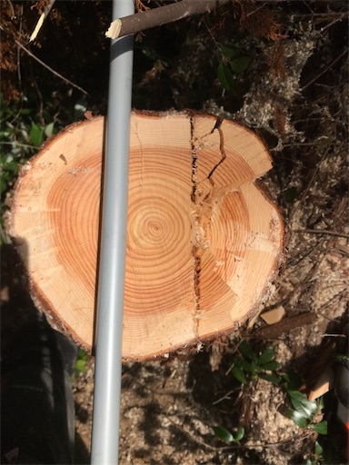 f:id:sundaytreeclimber:20210807144852j:image f:id:sundaytreeclimber:20210807144852j:image