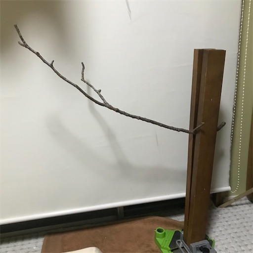 f:id:sundaytreeclimber:20210925205319j:image