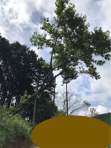 f:id:sundaytreeclimber:20220717163151j:image