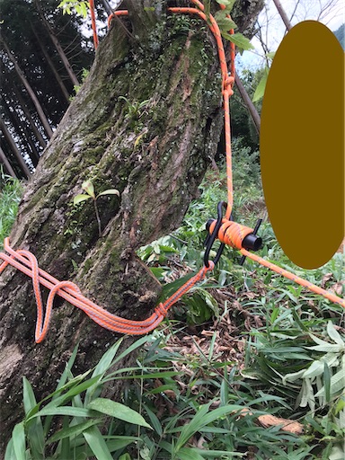 f:id:sundaytreeclimber:20220717181249j:image