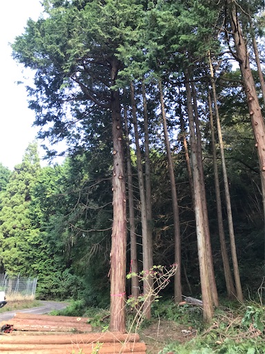 f:id:sundaytreeclimber:20221001194508j:image