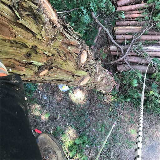 f:id:sundaytreeclimber:20221001213252j:image