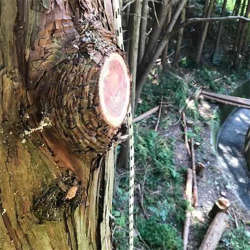 f:id:sundaytreeclimber:20221001213301j:image