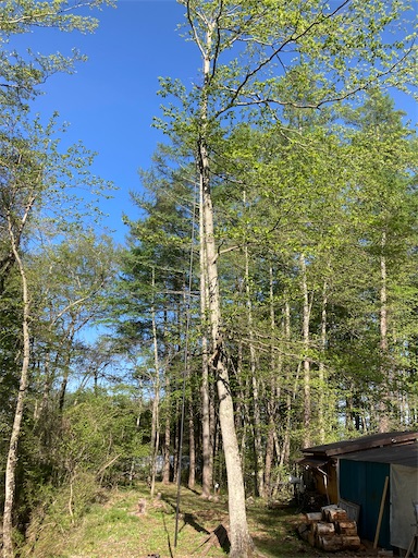 f:id:sundaytreeclimber:20230503113219j:image