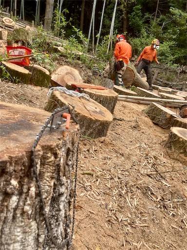 f:id:sundaytreeclimber:20230513171340j:image
