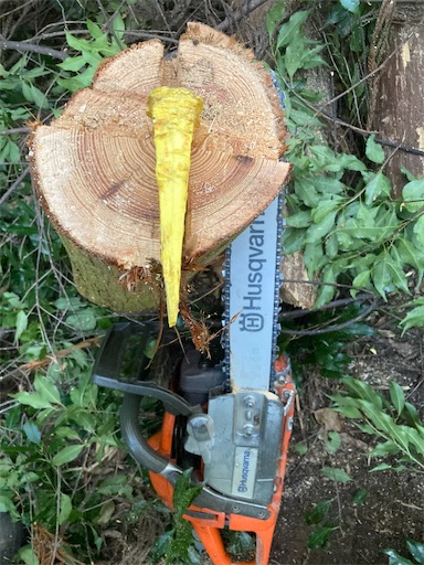 f:id:sundaytreeclimber:20231208173458j:image