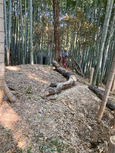 f:id:sundaytreeclimber:20231211191208j:image