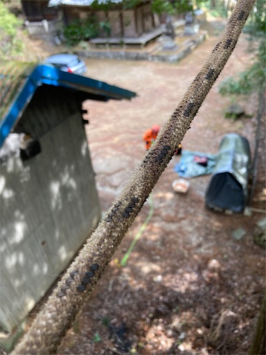 f:id:sundaytreeclimber:20240224151043j:image