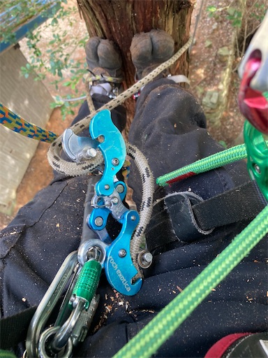 f:id:sundaytreeclimber:20240224151237j:image