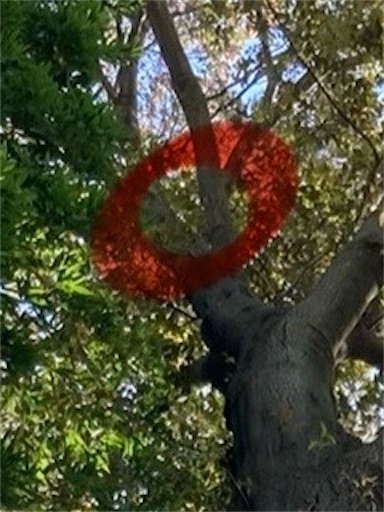 f:id:sundaytreeclimber:20240522080333j:image