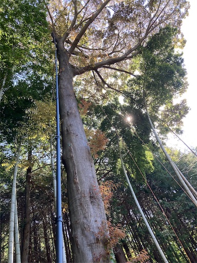 f:id:sundaytreeclimber:20240522080336j:image