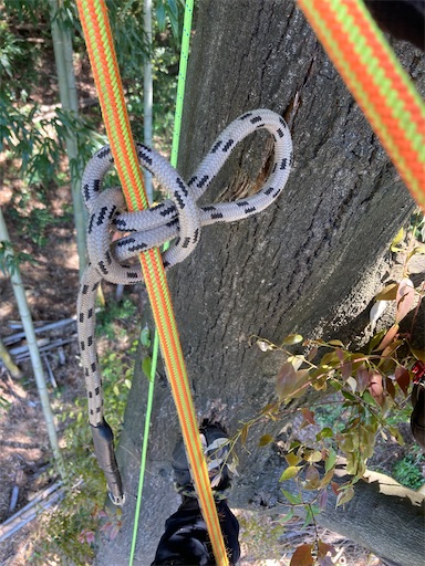 f:id:sundaytreeclimber:20240522202333j:image