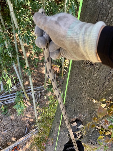 f:id:sundaytreeclimber:20240522202336j:image