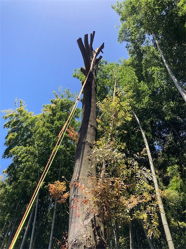 f:id:sundaytreeclimber:20240522203132j:image