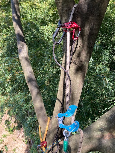 f:id:sundaytreeclimber:20240522203134j:image