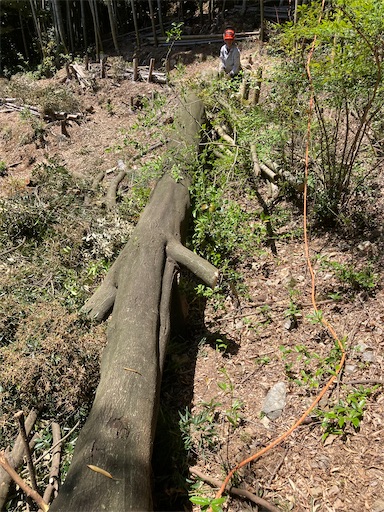 f:id:sundaytreeclimber:20240522203136j:image